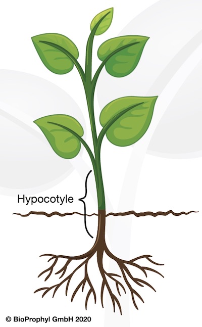 Pflanze mit Hypocotyl