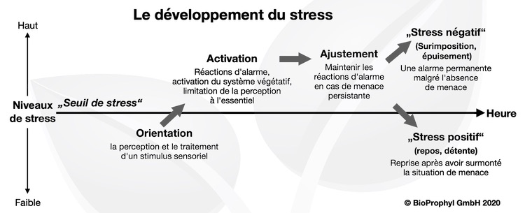 4 Phasen von Stress